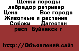 Щенки породы лабрадор ретривер › Цена ­ 8 000 - Все города Животные и растения » Собаки   . Дагестан респ.,Буйнакск г.